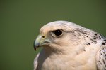 Why Are Birds of Prey Important to Ecology?