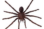 Types of Spiders in Albuquerque, NM