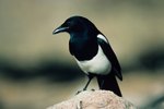 The Difference Between Male & Female Magpies