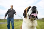 How to Breed St. Bernards