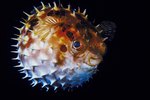 How to Puff Up a Puffer Fish