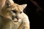 Mountain Lion's Adaptations to Live in the Desert