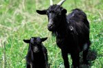 How to Make a Kid and Goat Creep Feeder