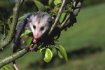How to Tell the Age of an Opossum