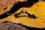 Ant Species in Massachusetts