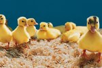 How to Breed Pekin Ducks