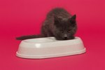 How to Use Aluminum Hydroxide for Cats