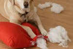 The Best Pet Bedding for a Dog Who Shreds Things