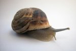 How to Tell if a Snail Is a Boy or a Girl