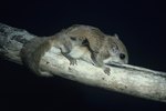 What States Allow Flying Squirrels As Pets?