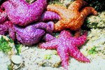 How to Clean Starfish