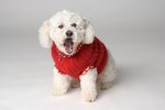 How Can I Stop My Bichon From Scratching?