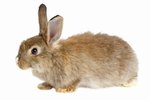 What Does a Young Cottontail Rabbit Eat?