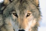 When Did the Gray Wolf Become Endangered?
