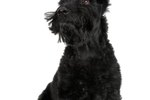 Common Skin Ailments in Scottish Terriers