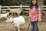 How to Wean a Pygmy Goat