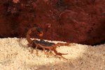 Common Scorpions in East Texas