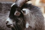 How to Remove Buck Goat Odor