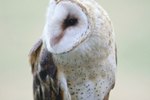 Difference Between a Male & Female Barn Owl