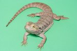 How to Make Bearded Dragons Grow Faster