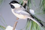 How to Care for Baby Chickadees