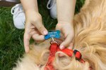 How to Attach a Dog Harness