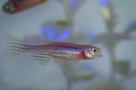 Fun Facts About Guppies
