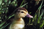 How to Care for a Newborn Duckling