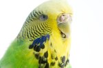 How to Breed for Color in Budgies