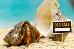 How to Make Salt Water for Hermit Crabs