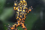 How to Tell What Gender a Fire-Bellied Toad Is