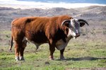 Heifer Bull and Herd Bull: What Is the Difference?