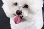 How to Clean a Bichon Frise's Ears