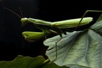 Types of Mantis in Wisconsin