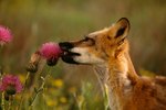 Foxes That Live in Temperate Grasslands