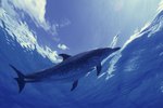 What Are a Dolphin's Biomes & Climate?