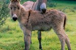 How to Tame a Donkey