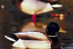 How to Build Floating Duck Feeders