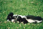 How to Handle a Dead Skunk