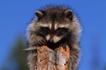 Wild Raccoon Adaptations