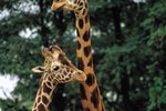 Adaptations of Giraffes to Live in a Savannah