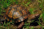 How to Incubate Box Turtle Eggs