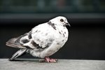 How to Make a Pigeon Trap