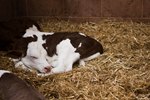 How to Care for a Newborn Calf Without the Mother