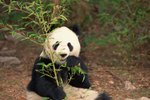 What Are the Differences Between Male & Female Pandas?
