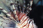 The Difference Between a Scorpion Fish and Lionfish