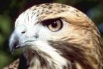 The Mating Habits of the Red-Tailed Hawk