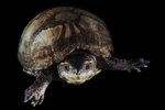 How to Measure Turtle Length & Age