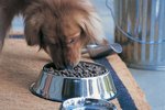 How to Determine if Dog Food Is Rancid
