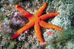 How to Take Care of a Starfish